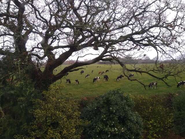 Отели типа «постель и завтрак» Twin Oaks Bed & Breakfast Килкенни-15