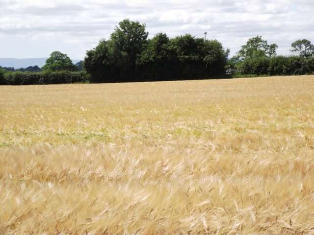 Отели типа «постель и завтрак» Twin Oaks Bed & Breakfast Килкенни-47